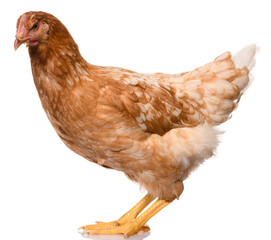 one brown chicken isolated on white background, studio shoot