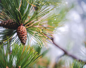 Pine cone on a branch in the forest in raindrops natural background and texture