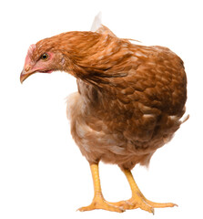 one brown chicken isolated on white background, studio shoot