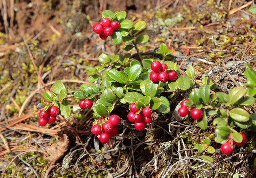 A bush of wild cranberries in the moss