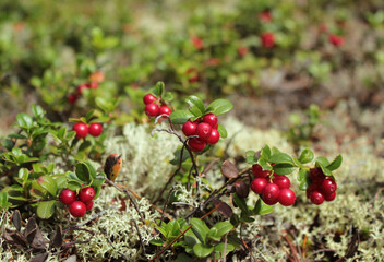 A bunch of wild cranberries in the moss