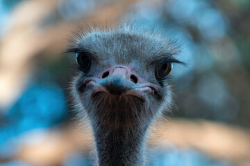 Close up of African Ostrich bird head on the blur background.