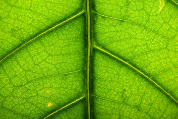 green leaf texture