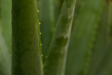 aloe vera plant