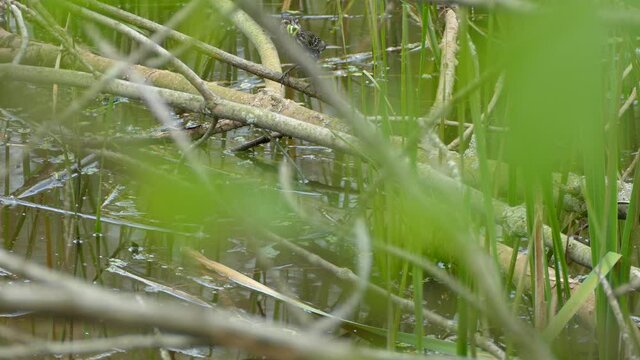 In the middle of the marshland, a bird jumps from branch to branch over the water with green food in its mouth.