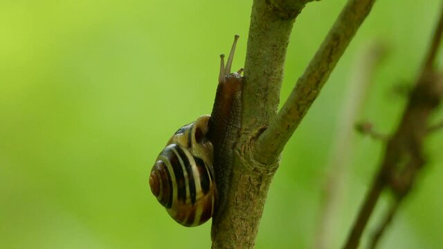 Macro shot of a snail inching up a branch of a brush in the middle of the forest with green bocha in the background.