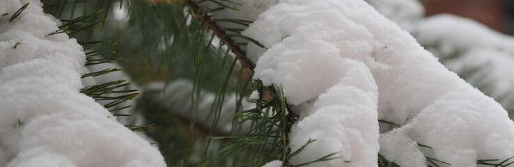 Christmas tree branch with snow and New Year is yellow golden balls. New Year greetings background. Copy space.