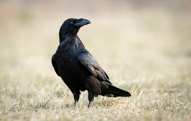 Raven (Corvus corax) close up