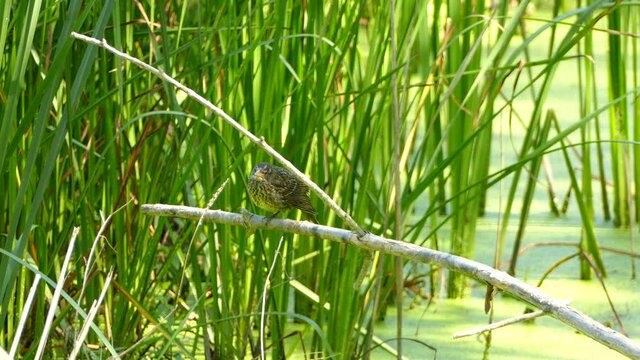 Tiny bird standing on a wooden stick in a swamp with a reeds green background