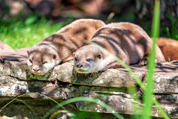 Two attentive Oriental small-clawed otters