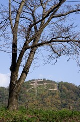 京都五山の送り火を模した岡山県和気郡和気町観音山の「和」文字と桜の木