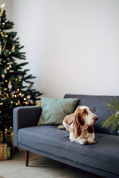 Dog Breed Basset Hound Laying On The On The Gray Couch Sofa On The Background Of A Christmas Tree With New Year's Decor