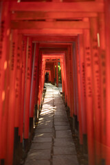 Fototapeta premium Senbon Torii of Nezu Shrine in Tokyo, Japan