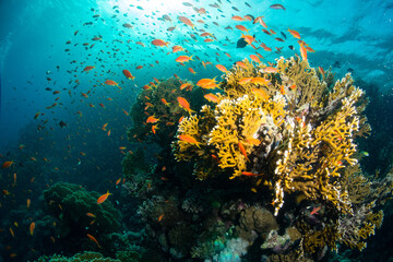 Fototapeta na wymiar Korallenriff in Ägypten 