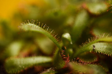 close up of Drosera lasiantha