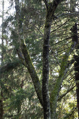 Fototapeta premium 苔松
