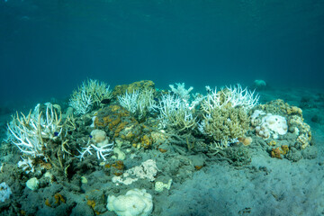 Naklejka na ściany i meble 小笠原　高水温で白化したサンゴと死んだサンゴ