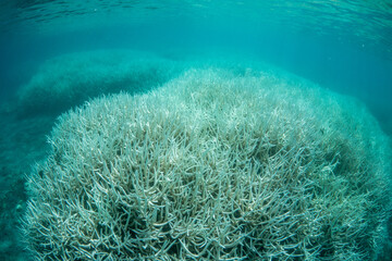 小笠原　高水温で白化したサンゴ