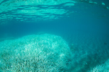 小笠原　高水温で白化したサンゴ