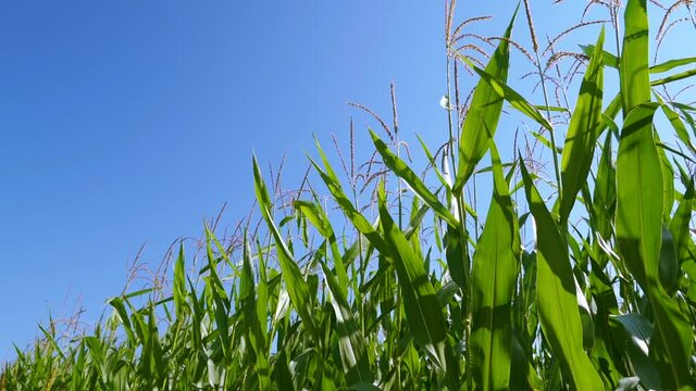 The green leaves of the corn plants on the field on a sunny day in Estonia