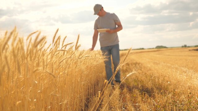 Farmer Working With Tablet Computer On Wheat Field. Agricultural Business. Businessman Analyzing Grain Harvest. Agronomist With Tablet Studying Wheat Harvest In The Field. Grain Harvest. Ecologically