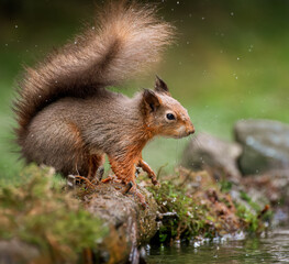 Naklejka na ściany i meble Red squirrel shaking off water