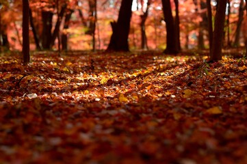 autumn leaf rug at sunset