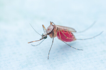 Mosquitoes sucking blood on a white background