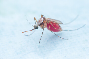 Mosquitoes sucking blood on a white background