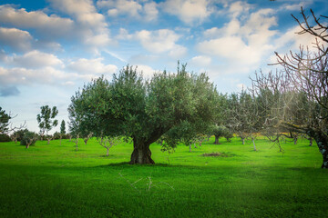 Olive tree hearth shaped in a green field 