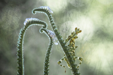 Mantis on Wild Flower