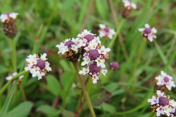 Beautiful phyla nodiflora flowers in Florida nature, closeup
