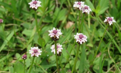 Obraz premium Phyla nodiflora flowers on green leaves background in Florida nature 