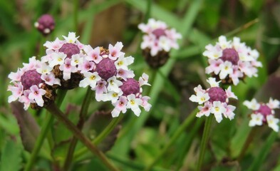Panoramic view of phyla flowers in Florida wild, closeup