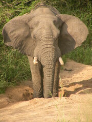 Afrikan elephant