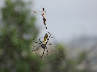 South Afrikan spider