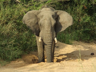 South Afrikan elefant