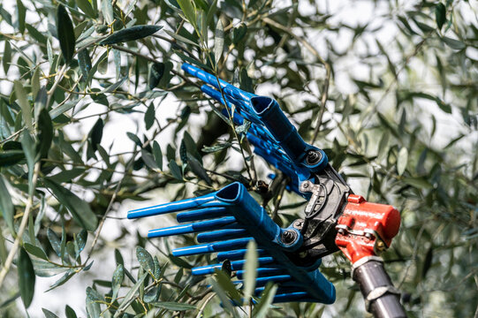 tool for olive harvesting on the column