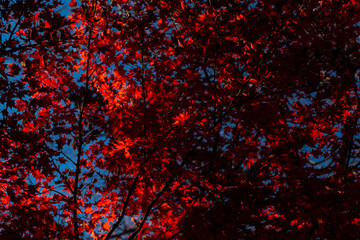 Details of a red leaves of maple