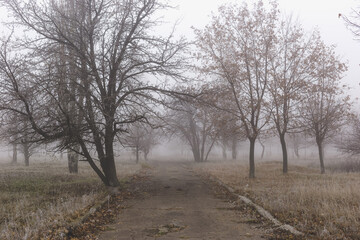 Fototapeta premium Old asphalt road in autumn park with trees in the fog