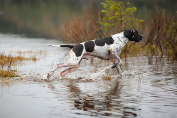 Dog english pointer