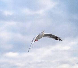 Birds, bird, wings, gulls, gull, tern, hawk, Falcon, sky, atmosphere, clouds, wind, height, flight, sea, day