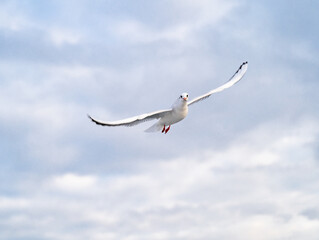 Birds, bird, wings, gulls, gull, tern, hawk, Falcon, sky, atmosphere, clouds, wind, height, flight, sea, day
