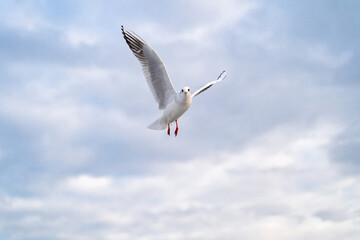 Birds, bird, wings, gulls, gull, tern, hawk, Falcon, sky, atmosphere, clouds, wind, height, flight, sea, day