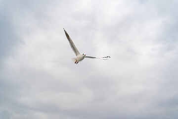 Birds, bird, wings, gulls, gull, tern, hawk, Falcon, sky, atmosphere, clouds, wind, height, flight, sea, day