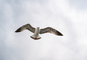 Birds, bird, wings, gulls, gull, tern, hawk, Falcon, sky, atmosphere, clouds, wind, height, flight, sea, day