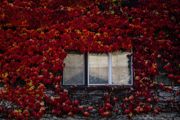 Window on aged wall covered with red ivy leaves, Ivy covering building in fall, window surrounded by colorful ivy on a facade, Nymburk, Central Bohemia, Czech Republic