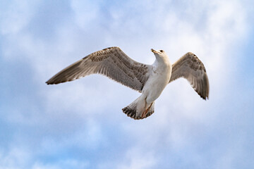 Birds, bird, wings, gulls, gull, tern, hawk, Falcon, sky, atmosphere, clouds, wind, height, flight, sea, day