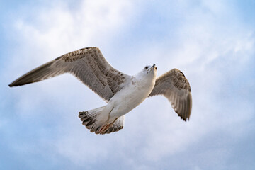 Birds, bird, wings, gulls, gull, tern, hawk, Falcon, sky, atmosphere, clouds, wind, height, flight, sea, day