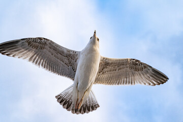 Birds, bird, wings, gulls, gull, tern, hawk, Falcon, sky, atmosphere, clouds, wind, height, flight, sea, day